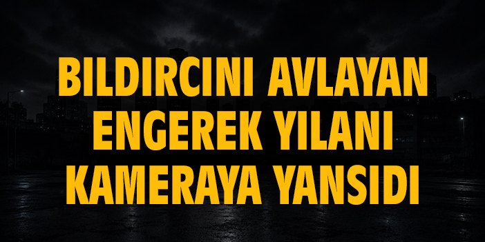 Bıldırcını avlayan engerek yılanı kameraya yansıdı