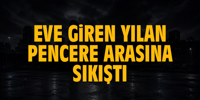 Eve giren yılan pencere arasına sıkıştı