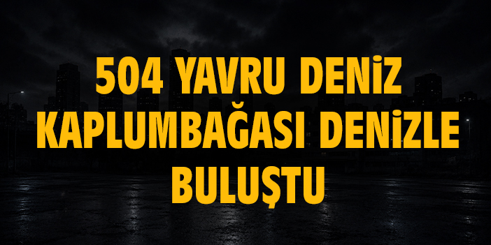504 yavru deniz kaplumbağası denizle buluştu