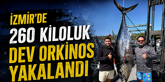 İzmir'de 260 kiloluk dev orkinos yakalandı