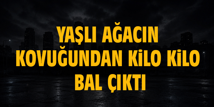 Yaşlı ağacın kovuğundan kilo kilo bal çıktı