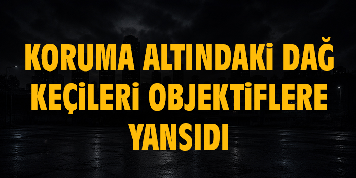 Koruma altındaki dağ keçileri objektiflere yansıdı