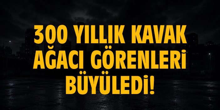 300 yıllık kavak ağacı görenleri büyüledi!