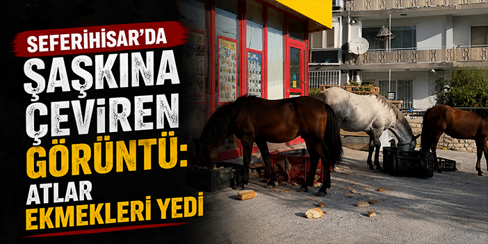 Seferihisar’da şaşkına çeviren görüntü: Atlar ekmekleri yedi