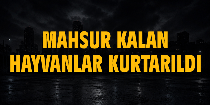 Mahsur kalan hayvanlar kurtarıldı