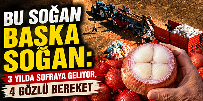 Bu soğan başka soğan: 3 yılda sofraya geliyor, 4 gözlü bereket