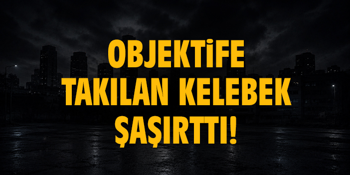 Objektife takılan kelebek şaşırttı!