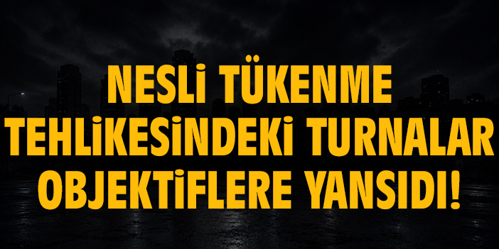 Nesli tükenme tehlikesindeki turnalar objektiflere yansıdı!