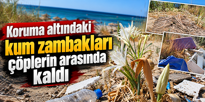 Koruma altındaki kum zambakları çöplerin arasında kaldı