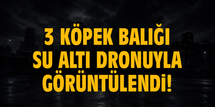 3 köpek balığı su altı dronuyla görüntülendi!