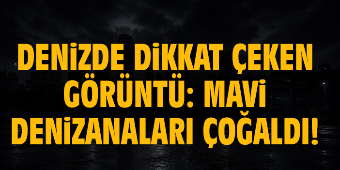 Denizde dikkat çeken görüntü: Mavi denizanaları çoğaldı!