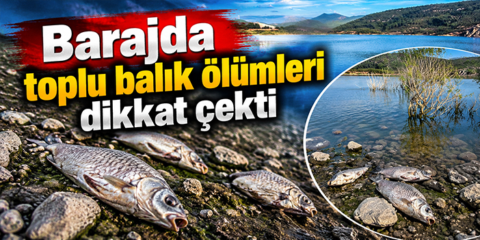 Barajda toplu balık ölümleri dikkat çekti