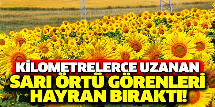 Kilometrelerce uzanan sarı örtü görenleri hayran bıraktı!