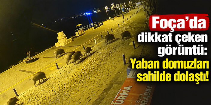 Foça’da dikkat çeken görüntü: Yaban domuzları sahilde dolaştı!