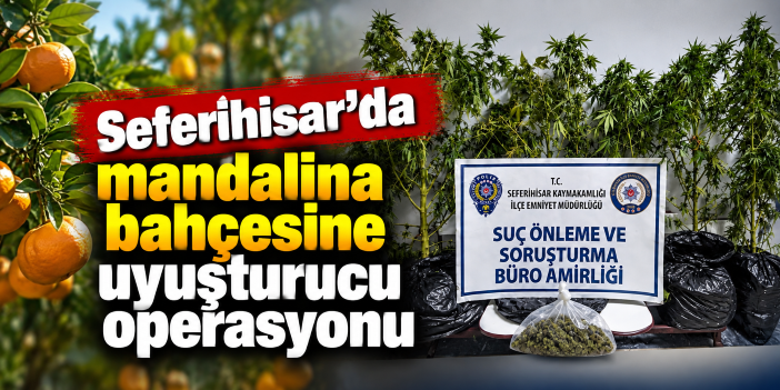 Seferihisar’da mandalina bahçesine uyuşturucu operasyonu