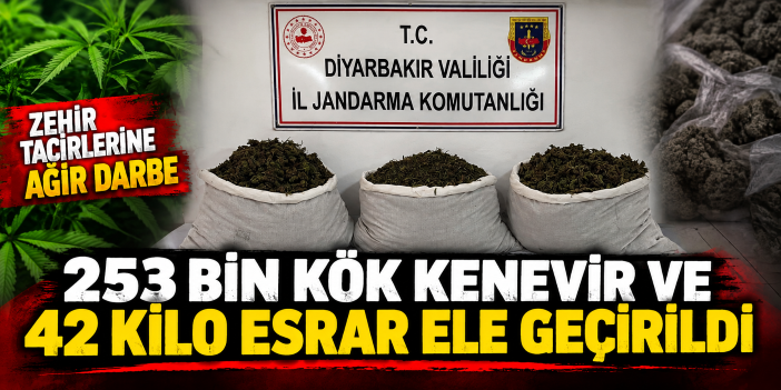 253 bin kök kenevir ve 42 kilo esrar ele geçirildi