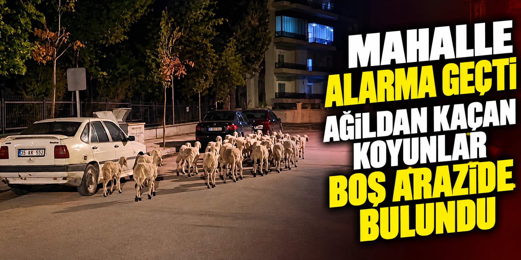 Mahalle alarma geçti: Ağıldan kaçan koyunlar boş arazide bulundu