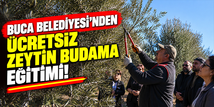 Buca Belediyesi’nden ücretsiz zeytin budama eğitimi!