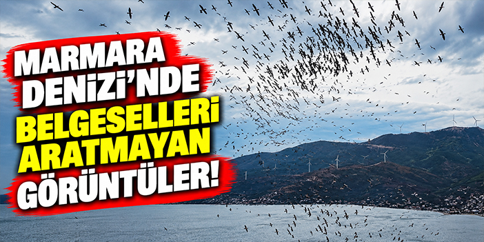 Marmara Denizi'nde belgeselleri aratmayan görüntüler!