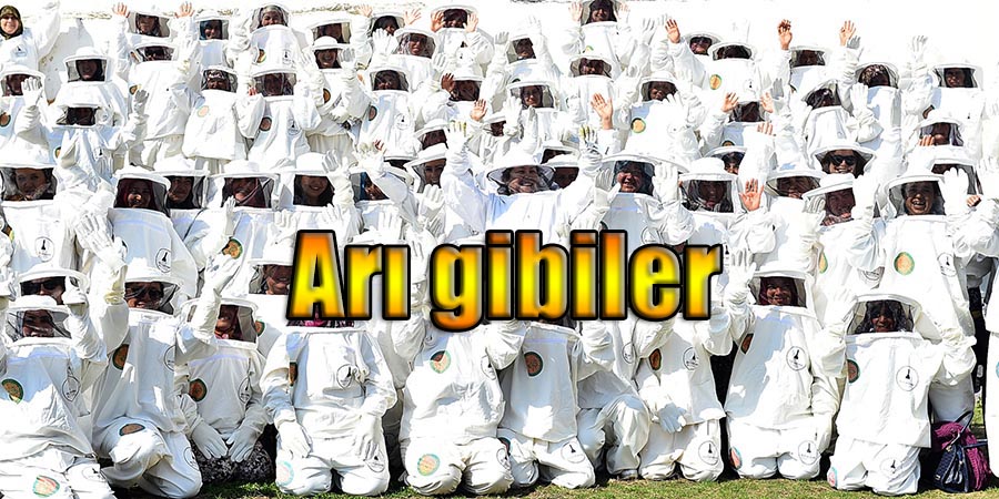 Arı gibiler