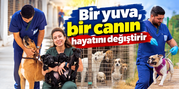 Bir yuva, bir canın hayatını değiştirir