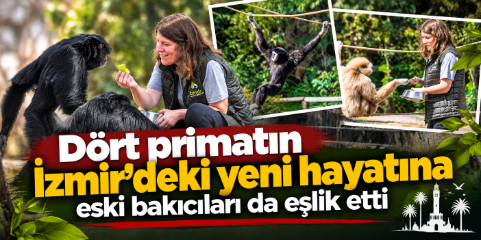 Dört primatın İzmir’deki yeni hayatına eski bakıcıları da eşlik etti