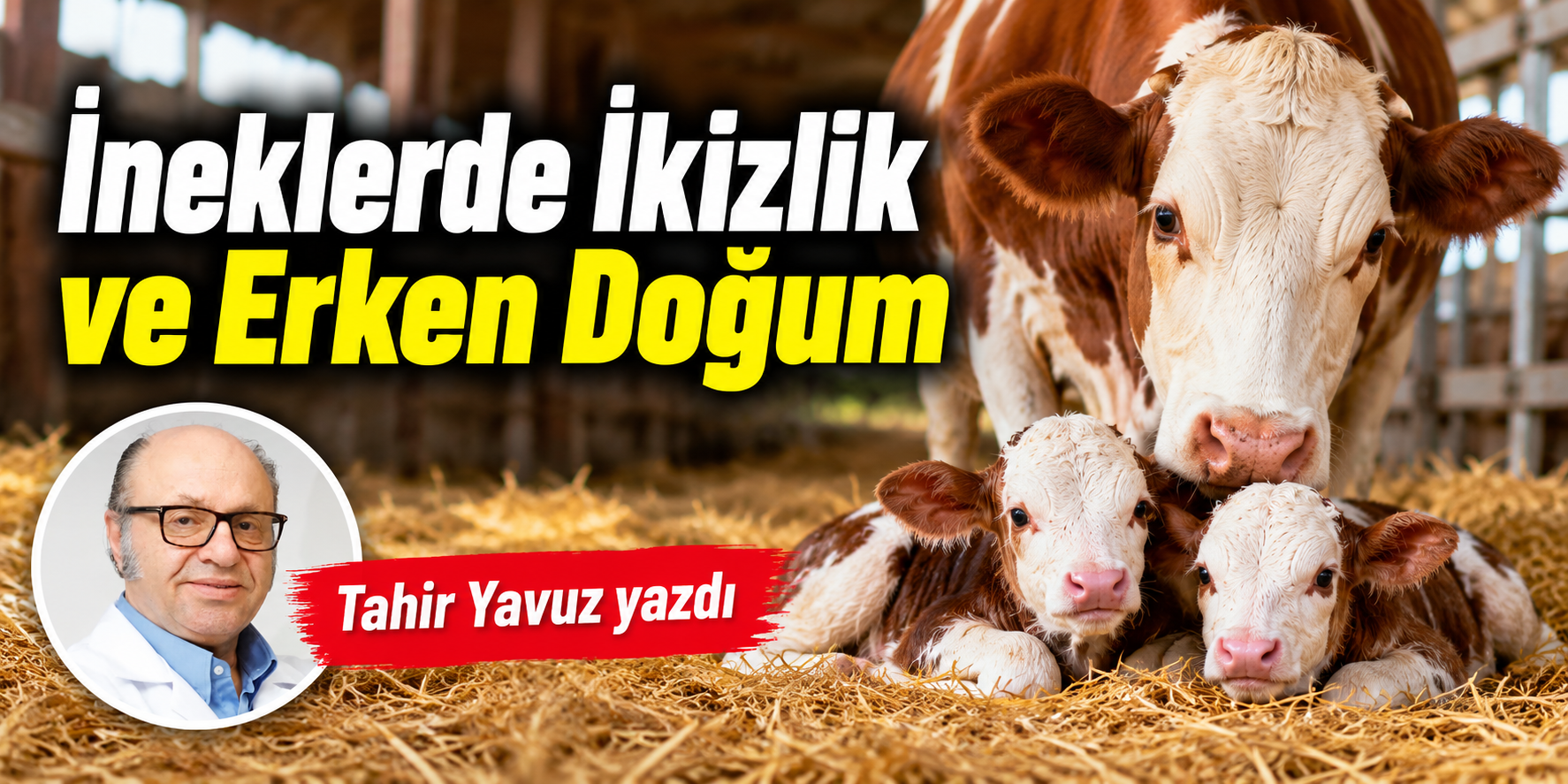 İneklerde İkizlik ve Erken Doğum