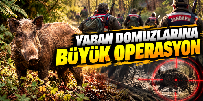 Yaban domuzlarına büyük operasyon