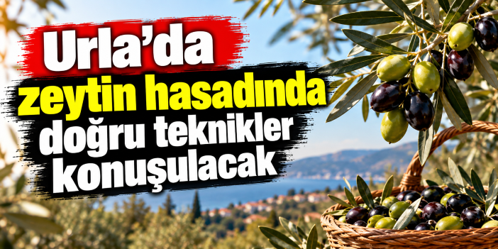 Urla'da zeytin hasadında doğru teknikler konuşulacak