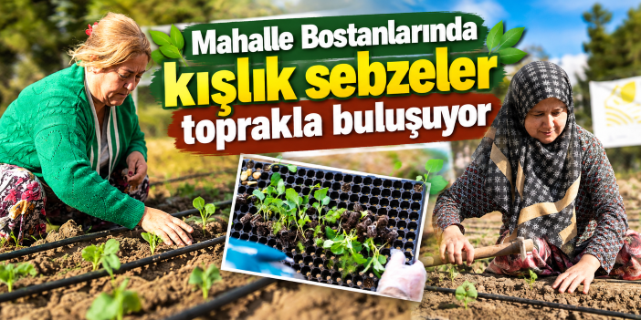 Mahalle Bostanlarında kışlık sebzeler toprakla buluşuyor