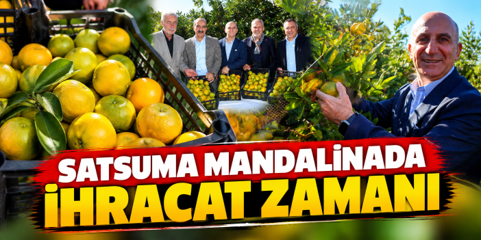 Satsuma mandalinada ihracat zamanı