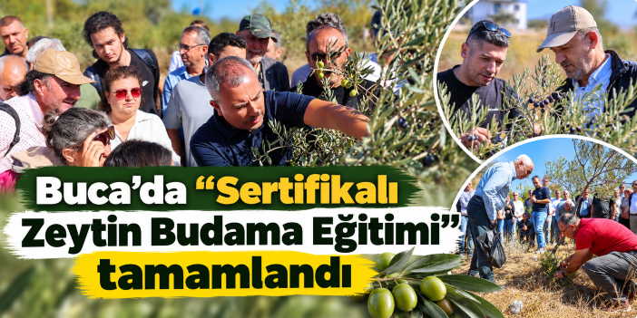 Buca’da “Sertifikalı Zeytin Budama Eğitimi” tamamlandı