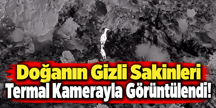 Doğanın Gizli Sakinleri Termal Kamerayla Görüntülendi!