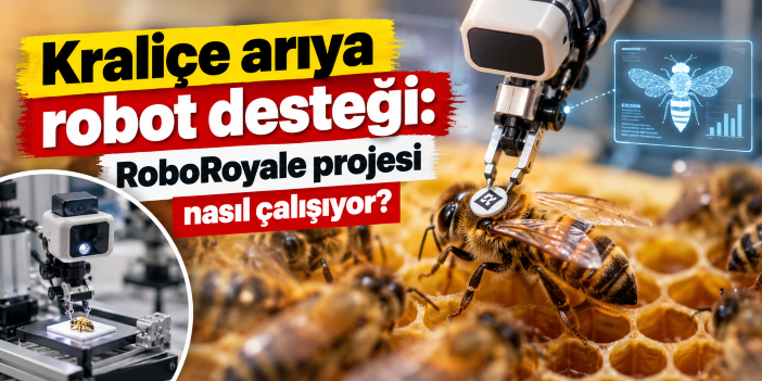 Kraliçe arıya robot desteği: RoboRoyale projesi nasıl çalışıyor?