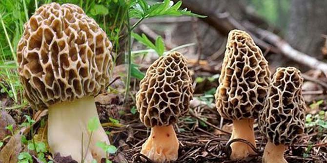 Kozak Yaylası'nda "Kuzu göbeği mantar" buluşması