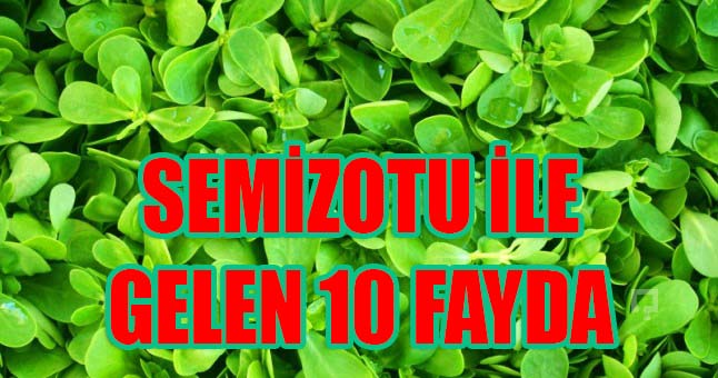 SEMİZOTU İLE GELEN 10 FAYDA