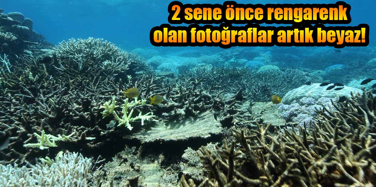 2 sene önce rengarenk olan fotoğraflar artık beyaz!