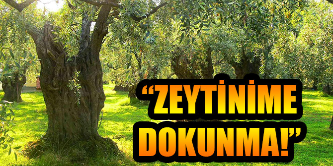“ZEYTİNİME DOKUNMA!”
