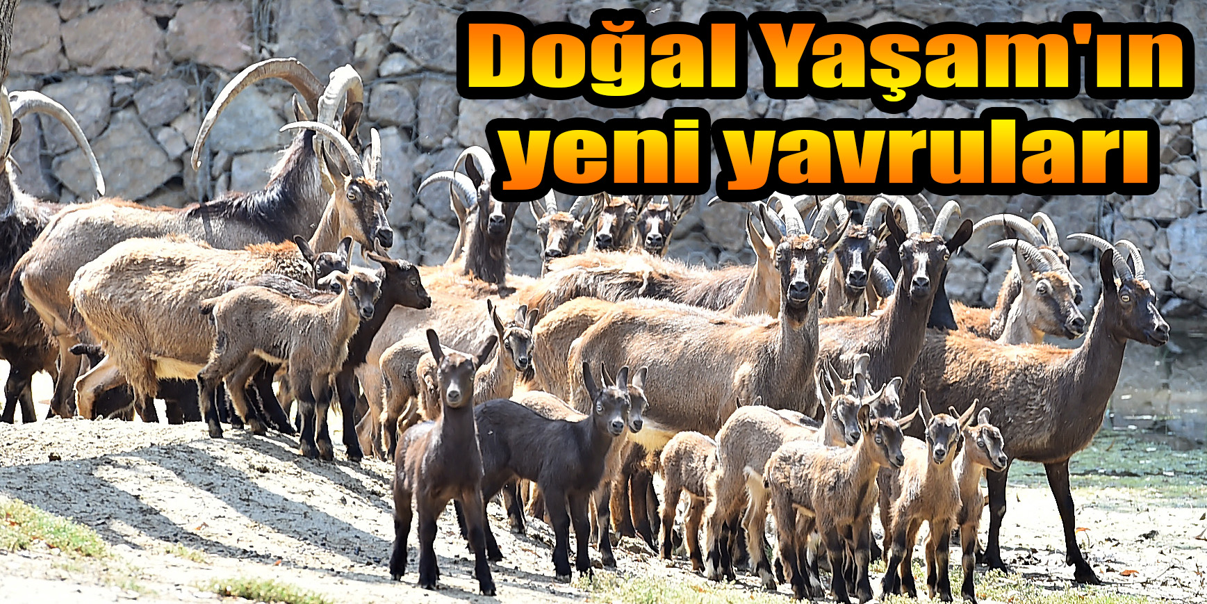 Doğal Yaşam'ın yeni yavruları