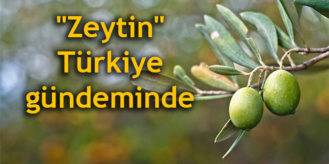 "Zeytin" Türkiye gündeminde