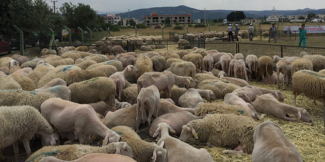 Sürüsüne bereket!