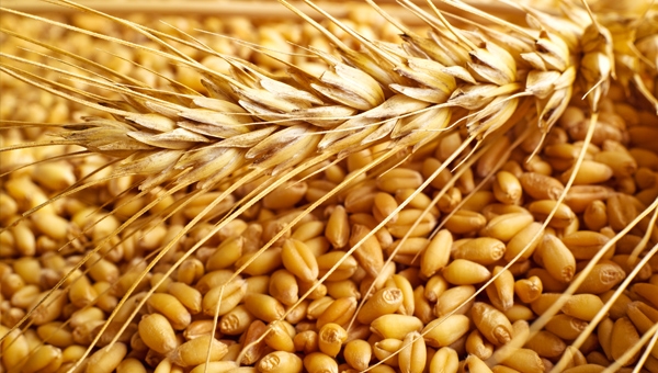 “Buğdayın Akdeniz yolculuğu”nda 2. perde