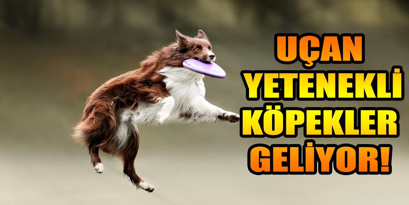 Uçan Yetenekli Köpekler geliyor