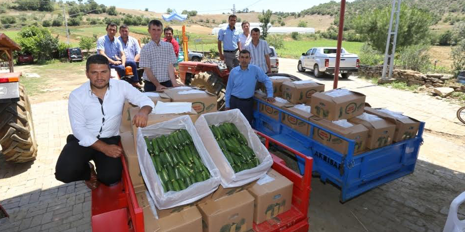 GÜNDE 40 TON ÜRÜN İSTANBUL HALİNE GİDİYOR