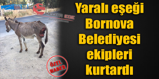Yaralı eşeği Bornova Belediyesi ekipleri kurtardı