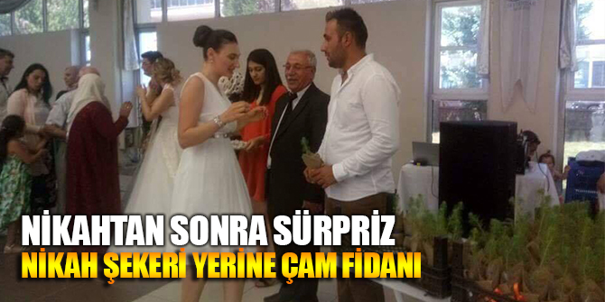 NİKAHTA ŞEKER YERİNE ÇAM FİDANI
