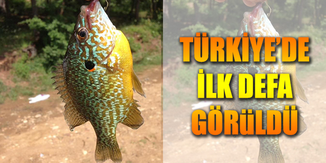 Bursa'da yakalandı herkes şaşırdı