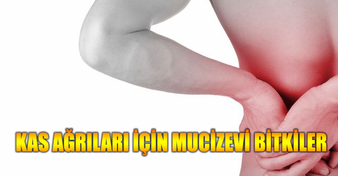 Kas Ağrıları için Mucizevi Bitkiler