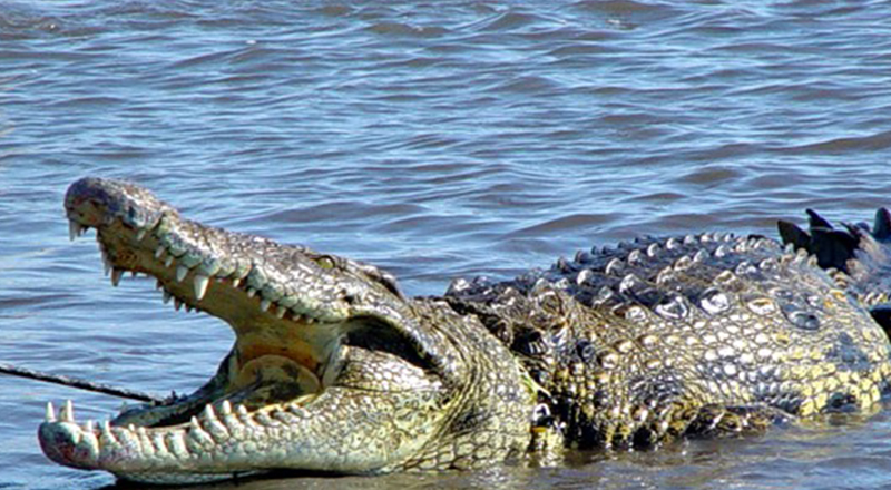ABD'de 2 Yaşındaki Çocuğu Timsah Kaçırdı