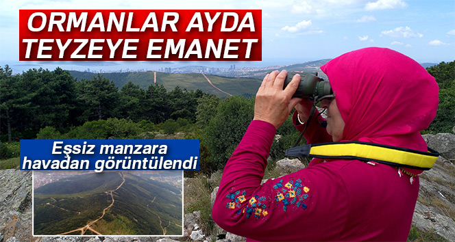 Ormanlar Ayda teyzeye emanet